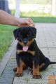 Rottweiler mladiči 3 samčka