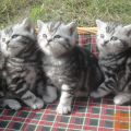 kratkodlaki Britanski Whiskas mački