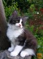 Maine Coon