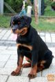 Rottweiler samček