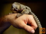 Marmoset opice za posvojitev.