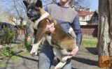 Akita inu i aljaski malamut stenci na prodaju