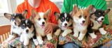 welsh corgi pembroke mladički