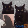 MiniMuc & Fox