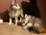 Sibirski Husky mladički