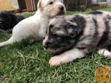 BORDRE COLLIE ˙(sabile)Blue merle
