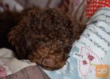 Lagotto Romagnolo
