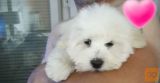 Coton de tulear