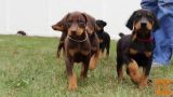 Dobermanski mladički so zdaj na voljo