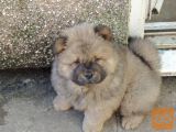 Na voljo so mladički Chow Chow