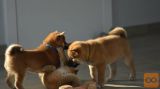 Šiba inu i shar pei stenci na prodaju