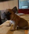 Francuski Buldog Bebe