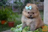 Pomeranian girl for sale