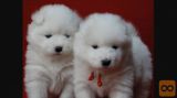 Samojed i sibirski haski stenci na prodaju