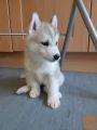 Sladki mali Sibirski Husky mladički