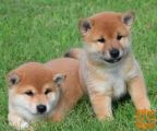 Shiba Inu mladički