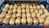 Domač kivi (kiwi) z okolice Nove Gorice. Cena 1,5€ kg.