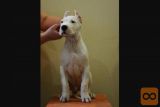 Dogo argentino i bulterijer stenci na prodaju