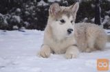 Aljaski malamut i akita inu stenci na prodaju