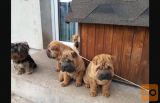 Shar pej i šiba inu stenci na prodaju