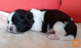 SHIH TZU MLADIČKI Z RODOVNIKOM