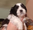 SHIH TZU MLADIČKI Z RODOVNIKOM