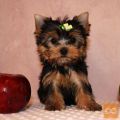 Čudoviti mladički Yorkie za nove domove