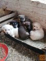 samojed-gladkodlaki prinašalec
