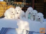 Samojed i sibirski haski stenci na prodaju