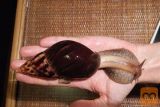 afriški polž ahatnik - lissachatina fulica
