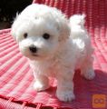 Bichon i bolonjezer stenci na prodaju
