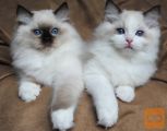 zelo zdravi moški in ženski Ragdoll mladički
