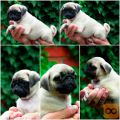 Mops stenci