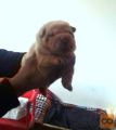 SHAR PEI MLADIČKI