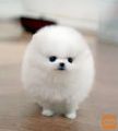 Na prodaju štenci teacup pomeranskog porijekla.