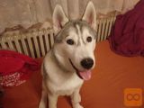 sibirski husky, samček, star 4,5 mesecev