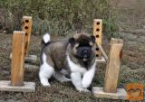 Akita inu i aljaski malamut stenci na prodaju