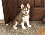 11 tednov stari sibirski Husky mladički