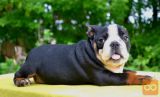 Engleski buldog i francuski buldog stenci na prodaju