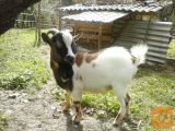 Mini himalajski pritlikavi kozel