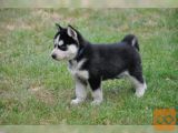 Sibirski Husky mladiči*