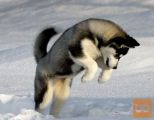 Sibirski samojed i Sibirski Haski stenci