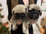 Mops i kavalirski spanijel stenci na prodaju