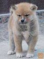 Japanska akita štenci
