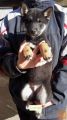 Shiba Inu puppies for sale