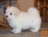 Mladiči Coton de Tulear