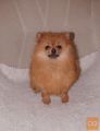 Pomeranian - Pomeranac