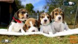 Beagle mladiči – najava legla! (SLIKE/+Pro/HD VIDEO)
