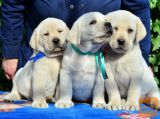Labrador retriver i bullmastif stenci na prodaju