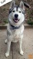 SIBIRSKI HUSKY